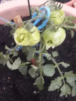20210625_082126(0).webp