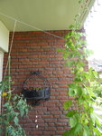 P1040294Feuerbohne.JPG
