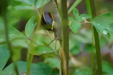 DSC00965.webp