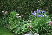 Juni    0821.webp