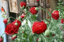 Mohn  0120.webp