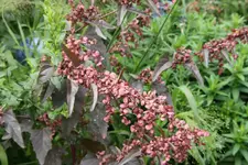 Melde 0119.webp