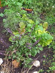 20210625_183658.jpg