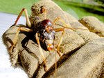 Copy of Weta 001 v (1) - Copy.jpg