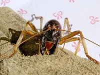 Copy of Weta 001 v (2) - Copy.jpg