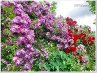 Rosen am Rosenbogen 1.webp