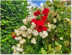 Rosen am Rosenbogen 3.jpg