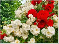 Rosen am Rosenbogen 4.webp