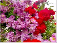 Rosen am Rosenbogen 6.webp
