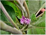 Aubergine.jpg
