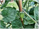 Physalis.jpg