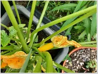 Zucchini.jpg