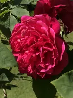BF2B7C52-AF18-4009-BFE0-C899E8088256.webp