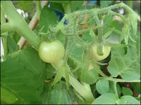 c027.webp