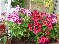 c031.webp