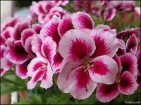 c032.webp