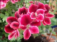 c033.webp