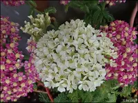 c035.webp