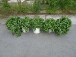 k-DSC03056.JPG