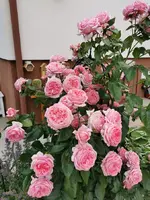 IMG_20210624_181816.jpg