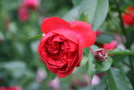 Rose Out of Rosenheim2119.JPG