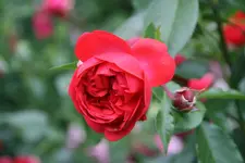 Rose Out of Rosenheim2119.webp
