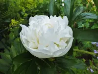 DSCF4776 (2).webp