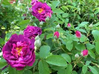 DSCF4766 (2).webp