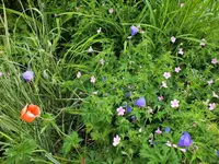 DSCF4784 (2).webp