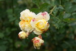 Rose The Pilgrim 0419.JPG