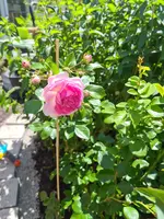 20210627_115436.webp