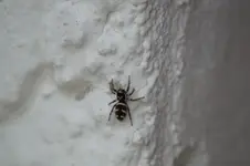 zebraspringspinne.webp