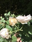 IMG_7147.jpg
