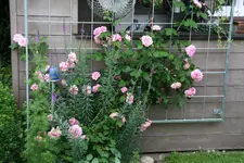 Rose Hl.Elisabeth 2021.webp
