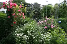 Juni    2321.webp