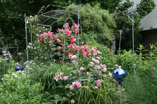 Juni    2421.webp