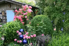 Juni    2521.webp