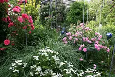 Juni    2721.webp