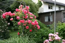 Juni    2821.webp