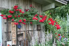 Juni    3021.webp