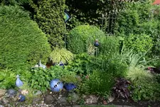 Juni    3621.webp