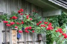 Rose Heinfels  0721.webp