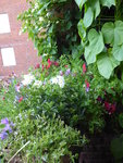 P1040297Blumenkasten.JPG