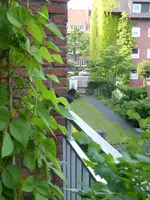 P1040299Feuerbohne mit Amsel.webp