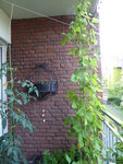 P1040300Feuerbohne und Streifenzipfel.JPG