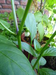 P1040303Snackpaprika.JPG