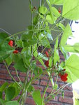 P1040304Feuerbohnen Blüte.JPG