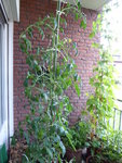 P1040306Schwarze von der Krim.JPG