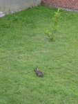 P1040309Kaninchen im Innnenhof.JPG