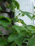 P1040328Weiße Passionsblume Ortega.JPG